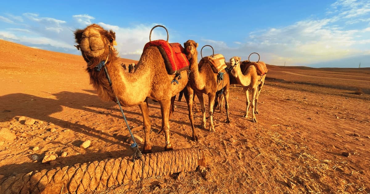 Agafay desert excursion from Marrakech with Atlas Mountains